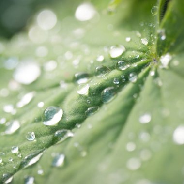 Taze yeşil yapraklar, kristal berrak çiy damlaları, aşırı yakın çekim. Doğal doku, arka plan, makro fotoğrafçılık. Saf doğa, ekoloji, çevre