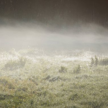 Orman çayırı (çimen) gün doğumunda. Bitkiler, çiy damlaları. Sabah sisi, yumuşak güneş ışığı, güneş ışığı, altın saat. Idyllic manzara. Resimli bir manzara var. Doğa, çevre, ekoloji