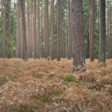 Sonsuz yeşil ormanın içinden geçen yol. Güçlü çam ve çam ağaçları, altın eğreltiotu yaprakları, yosunlar, bitkiler. Yumuşak güneş ışığı. Atmosferik manzara. Sonbahar renkleri. Doğa, mevsimler, ekoloji, ekotuizm