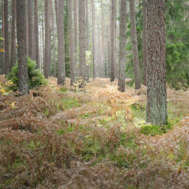 Sonsuz yeşil ormanın içinden geçen yol. Güçlü çam ve çam ağaçları, altın eğreltiotu yaprakları, yosunlar, bitkiler. Yumuşak güneş ışığı. Atmosferik manzara. Sonbahar renkleri. Doğa, mevsimler, ekoloji, ekotuizm