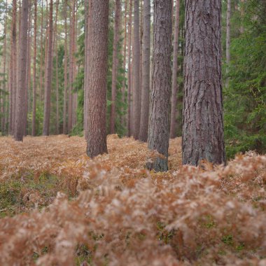 Sonsuz yeşil ormanın içinden geçen yol. Güçlü çam ve çam ağaçları, altın eğreltiotu yaprakları, yosunlar, bitkiler. Yumuşak güneş ışığı. Atmosferik manzara. Sonbahar renkleri. Doğa, mevsimler, ekoloji, ekotuizm