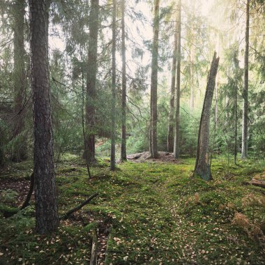 Görkemli Evergreen Ormanı 'nın tepelerinden geçen yol. Güçlü çam ve çam ağaçları. Yumuşak altın gün batımı ışığı. Idyllic sonbahar sahnesi. Doğa, mevsimler, çevre, eko-turizm