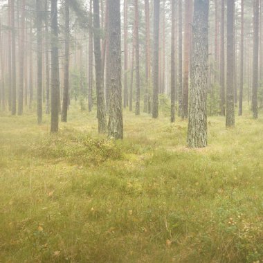 Görkemli Evergreen Ormanı 'nın panoramik manzarası. Güçlü çam ve çam ağaçları, yosun, eğrelti otu, bitkiler. Sis, sis, yumuşak güneş ışığı. Atmosferik manzara. Doğa, çevre, ekoloji. İsveç, İskandinavya