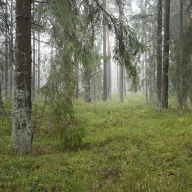 Görkemli Evergreen Ormanı 'nın panoramik manzarası. Güçlü çam ve çam ağaçları, yosun, eğrelti otu, bitkiler. Sis, sis, yumuşak güneş ışığı. Atmosferik manzara. Doğa, çevre, ekoloji. İsveç, İskandinavya