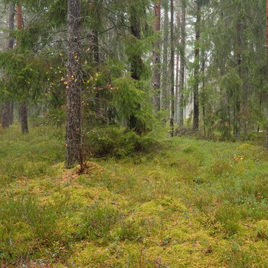 Görkemli Evergreen Ormanı 'nın panoramik manzarası. Güçlü çam ve çam ağaçları, yosun, eğrelti otu, bitkiler. Sis, sis, yumuşak güneş ışığı. Atmosferik manzara. Doğa, çevre, ekoloji. İsveç, İskandinavya