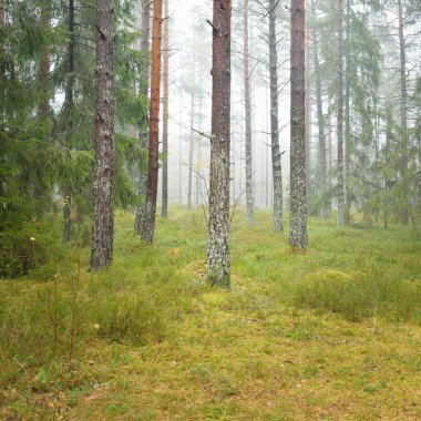 Görkemli Evergreen Ormanı 'nın panoramik manzarası. Güçlü çam ve çam ağaçları, yosun, eğrelti otu, bitkiler. Sis, sis, yumuşak güneş ışığı. Atmosferik manzara. Doğa, çevre, ekoloji. İsveç, İskandinavya