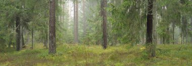 Görkemli Evergreen Ormanı 'nın panoramik manzarası. Güçlü çam ve çam ağaçları, yosun, eğrelti otu, bitkiler. Sis, sis, yumuşak güneş ışığı. Atmosferik manzara. Doğa, çevre, ekoloji. İsveç, İskandinavya