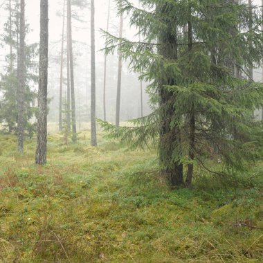 Görkemli Evergreen Ormanı 'nın panoramik manzarası. Güçlü çam ve çam ağaçları, yosun, eğrelti otu, bitkiler. Sis, sis, yumuşak güneş ışığı. Atmosferik manzara. Doğa, çevre, ekoloji. İsveç, İskandinavya