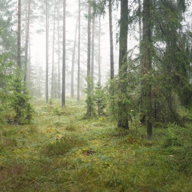 Görkemli Evergreen Ormanı 'nın panoramik manzarası. Güçlü çam ve çam ağaçları, yosun, eğrelti otu, bitkiler. Sis, sis, yumuşak güneş ışığı. Atmosferik manzara. Doğa, çevre, ekoloji. İsveç, İskandinavya
