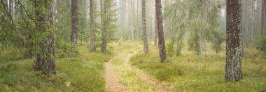 Görkemli Evergreen Ormanı 'na giden yol. Güçlü çam ve çam ağaçları, yosun, eğrelti otu, bitkiler. Sis. Bulutlu bir gün. Atmosferik manzara. Doğa, çevre, ekoloji. İsveç, İskandinavya