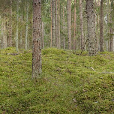 Görkemli çam ormanının tepelerinden geçen yol. Güçlü ağaçlar, yosunlar, bitkiler. Yumuşak günbatımı ışığı. Saf doğa, çevresel koruma, eko-turizm.
