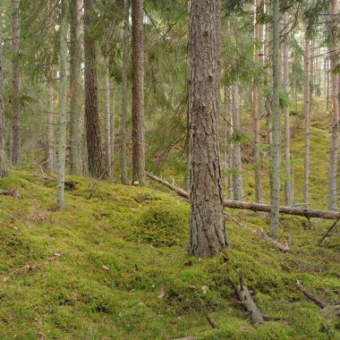 Görkemli çam ormanının tepelerinden geçen yol. Güçlü ağaçlar, yosunlar, bitkiler. Yumuşak günbatımı ışığı. Saf doğa, çevresel koruma, eko-turizm.