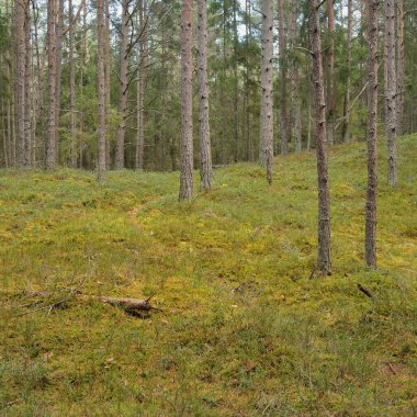 Görkemli çam ormanının tepelerinden geçen yol. Güçlü ağaçlar, yosunlar, bitkiler. Yumuşak günbatımı ışığı. Saf doğa, çevresel koruma, eko-turizm.