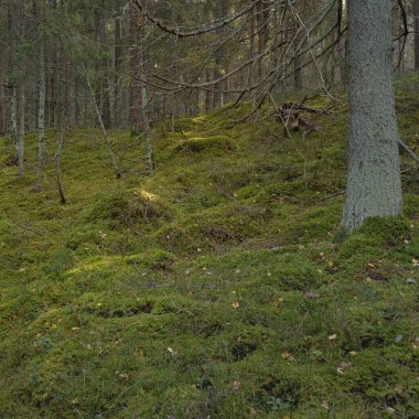 Görkemli çam ormanının tepelerinden geçen yol. Güçlü ağaçlar, yosunlar, bitkiler. Yumuşak günbatımı ışığı. Saf doğa, çevresel koruma, eko-turizm.