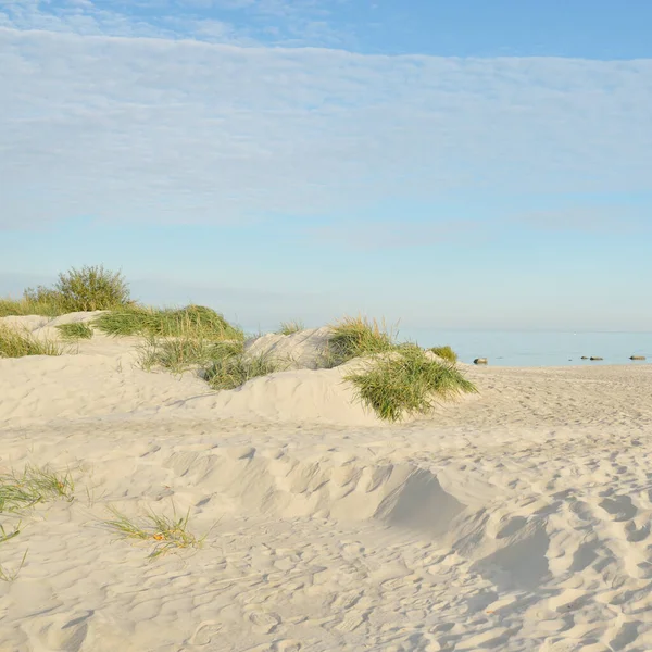 Baltic Sea Shore Sunny Day Beach Sand Dunes Dune Grass — стоковое фото