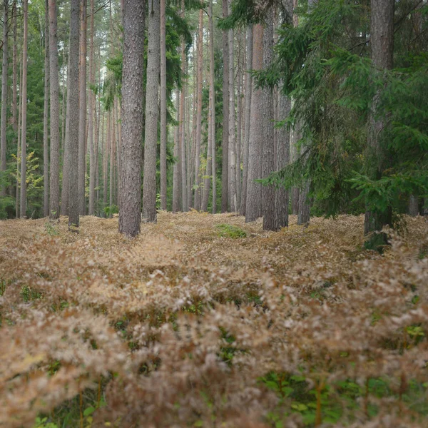 Sonsuz yeşil ormanın içinden geçen yol. Güçlü çam ve çam ağaçları, altın eğreltiotu yaprakları, yosunlar, bitkiler. Yumuşak güneş ışığı. Atmosferik manzara. Sonbahar renkleri. Doğa, mevsimler, ekoloji, ekotuizm