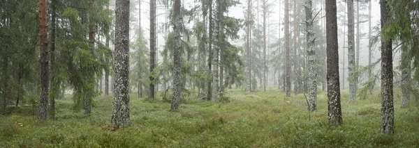 雄大な常緑樹林のパノラマビュー 強大な松やトウヒの木 柔らかい日差し 大気の風景 自然環境生態学 スウェーデン スカンディナヴィア — ストック写真