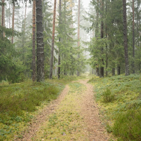 Görkemli Evergreen Ormanı 'na giden yol. Güçlü çam ve çam ağaçları, yosun, eğrelti otu, bitkiler. Sis. Bulutlu bir gün. Atmosferik manzara. Doğa, çevre, ekoloji. İsveç, İskandinavya