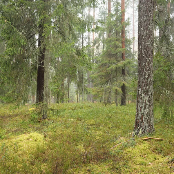 Görkemli Evergreen Ormanı 'nın panoramik manzarası. Güçlü çam ve çam ağaçları, yosun, eğrelti otu, bitkiler. Sis, sis, yumuşak güneş ışığı. Atmosferik manzara. Doğa, çevre, ekoloji. İsveç, İskandinavya