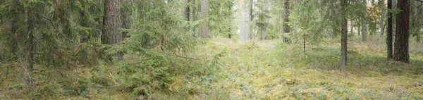 Panoramic View Majestic Evergreen Forest Mighty Pine Spruce Trees Moss — Stockfoto