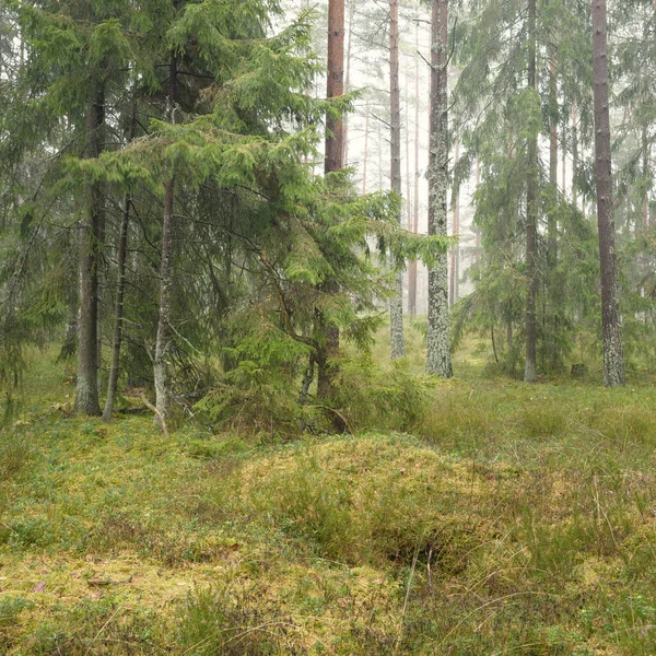 Panoramic View Majestic Evergreen Forest Mighty Pine Spruce Trees Moss — Stockfoto