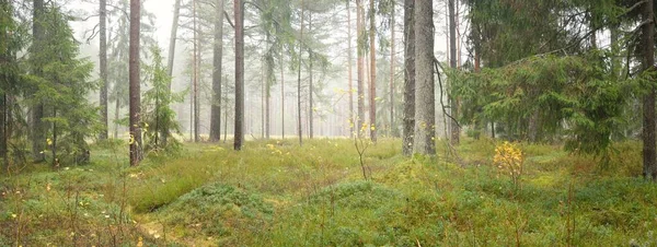 Panoramic View Majestic Evergreen Forest Mighty Pine Spruce Trees Moss — Fotografia de Stock