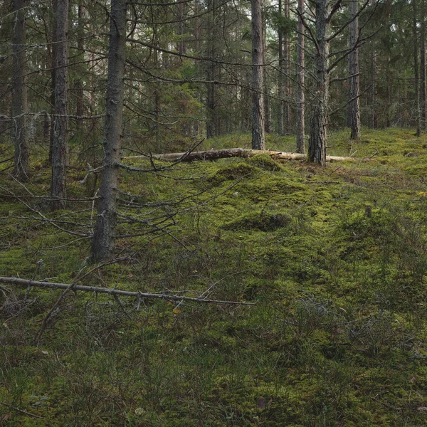 Pathway Hills Majestic Evergreen Pine Forest Mighty Trees Moss Plants — Stock Fotó