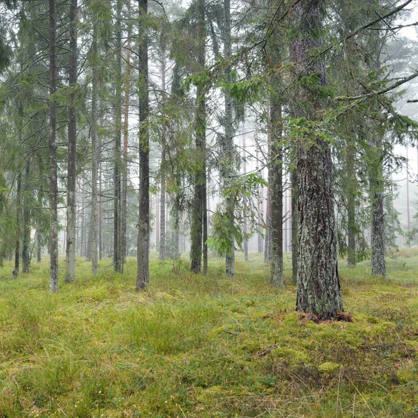 Panoramic View Majestic Evergreen Forest Mighty Pine Spruce Trees Moss — Stockfoto