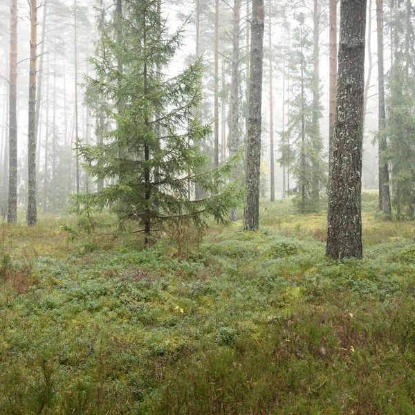 Πανοραμική Θέα Στο Μαγευτικό Καταπράσινο Δάσος Πεύκα Και Έλατο Βρύα — Φωτογραφία Αρχείου