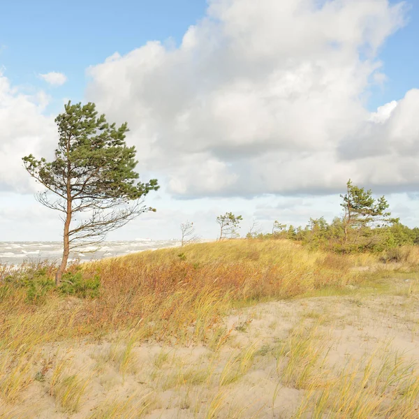 Baltic Sea Shore Rain Sand Dunes Dune Grass Lonely Trees — Stock Photo, Image