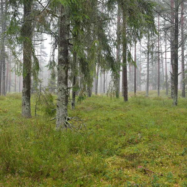 Panoramic View Majestic Evergreen Forest Mighty Pine Spruce Trees Moss — Stockfoto