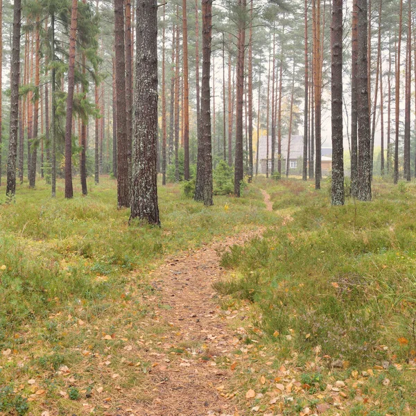 Pathway Majestic Evergreen Forest Mighty Pine Spruce Trees Moss Fern — Stock Photo, Image