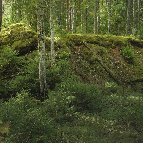 Overgrown Hills Mysterious Northern Evergreen Forest Mighty Trees Plants Moss — 스톡 사진