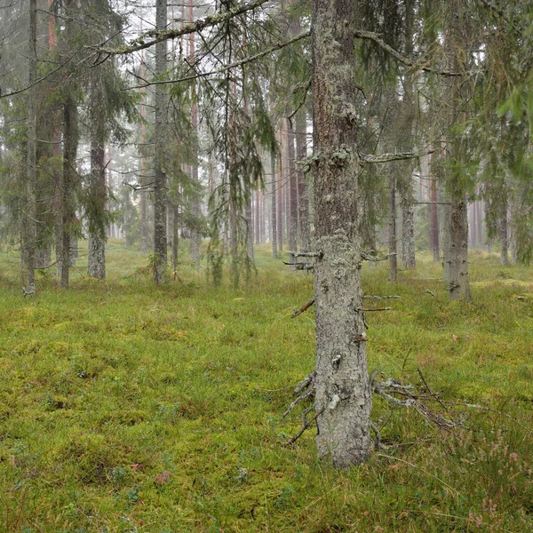 Panoramic View Majestic Evergreen Forest Mighty Pine Spruce Trees Moss — 스톡 사진