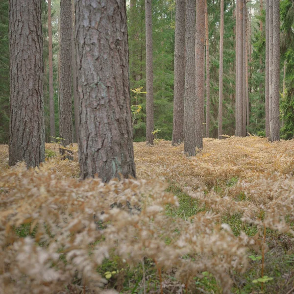 Sonsuz yeşil ormanın içinden geçen yol. Güçlü çam ve çam ağaçları, altın eğreltiotu yaprakları, yosunlar, bitkiler. Yumuşak güneş ışığı. Atmosferik manzara. Sonbahar renkleri. Doğa, mevsimler, ekoloji, ekotuizm