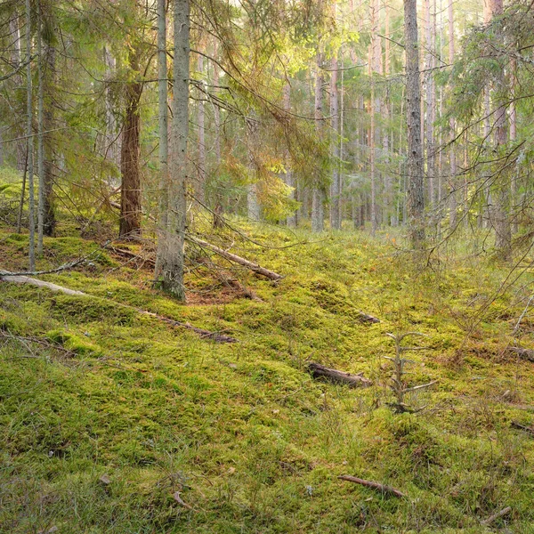 Átjáró Fenséges Örökzöld Fenyőerdő Dombjain Hatalmas Fák Moha Növények Puha — Stock Fotó