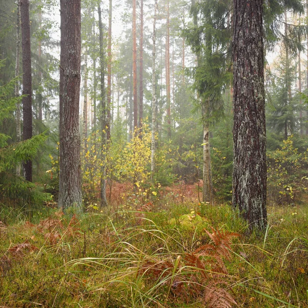 Pathway Evergreen Forest Mighty Pine Spruce Trees Golden Fern Leaves — Stok fotoğraf