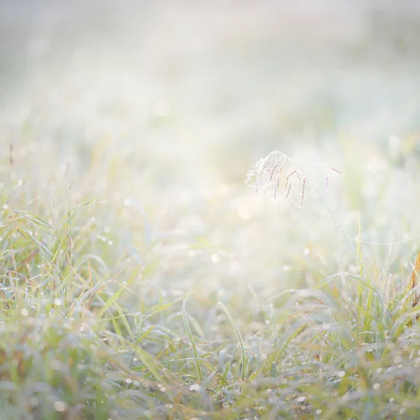 日出时的森林草地 露珠滴 柔和的阳光 金色的时刻 Idyllic景观 风景如画 — 图库照片