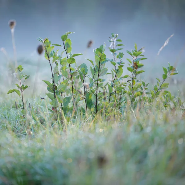 Forest Meadow Lawn Sunrise Plants Dew Drops Morning Fog Soft — стоковое фото