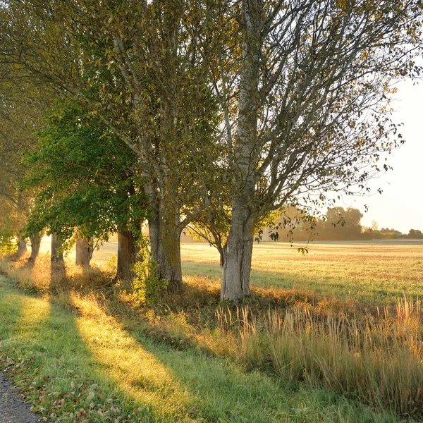Αγροτικός Δρόμος Μονής Λωρίδας Δρομάκι Μέσα Από Πανίσχυρα Δέντρα Κατά — Φωτογραφία Αρχείου