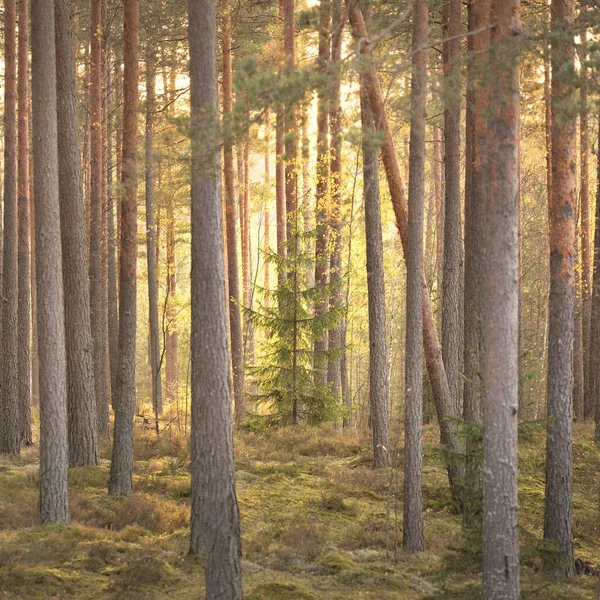 穿过雄伟的常青森林的山路 高大的松树和云杉树 柔和的金色日落之光 Idyllic秋季场景 生态旅游 — 图库照片