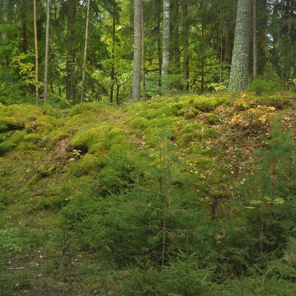 Перерослі Пагорби Таємничого Північного Вічнозеленого Лісу Могутні Дерева Рослини Мох — стокове фото