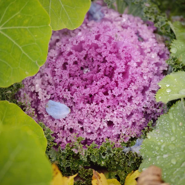 Yeşil bir yaz bahçesinde dekoratif lavanta lahanası (lavanta lahanası). Çiy damlaları, yumuşak güneş ışığı. Doğal dokular. Peyzaj, bahçıvanlık, kırsal, çiftlik, çiçekçilik.