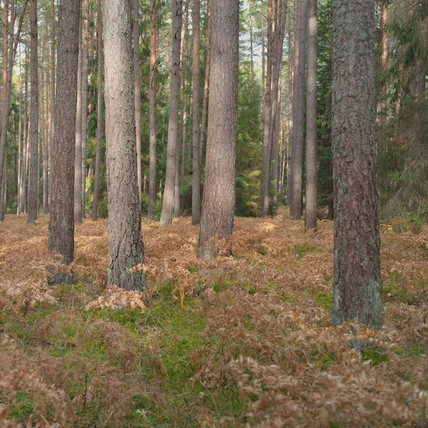 Sonsuz yeşil ormanın içinden geçen yol. Güçlü çam ve çam ağaçları, altın eğreltiotu yaprakları, yosunlar, bitkiler. Yumuşak güneş ışığı. Atmosferik manzara. Sonbahar renkleri. Doğa, mevsimler, ekoloji, ekotuizm