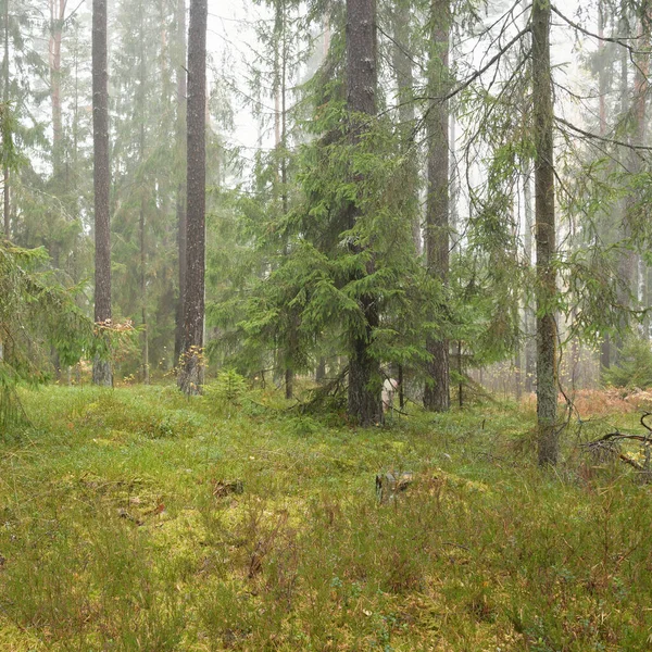 Görkemli Evergreen Ormanı 'nın panoramik manzarası. Güçlü çam ve çam ağaçları, yosun, eğrelti otu, bitkiler. Sis, sis, yumuşak güneş ışığı. Atmosferik manzara. Doğa, çevre, ekoloji. İsveç, İskandinavya