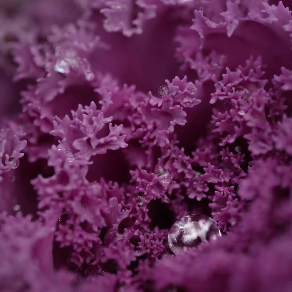 Yeşil bir yaz bahçesinde dekoratif lavanta lahanası (lavanta lahanası). Çiy damlaları, yumuşak güneş ışığı. Doğal dokular. Peyzaj, bahçıvanlık, kırsal, çiftlik, çiçekçilik.