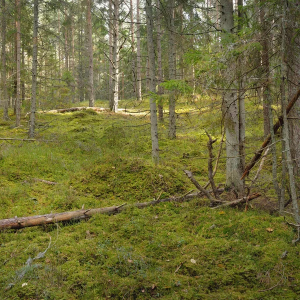 Pathway Hills Majestic Evergreen Pine Forest Mighty Trees Moss Plants —  Fotos de Stock