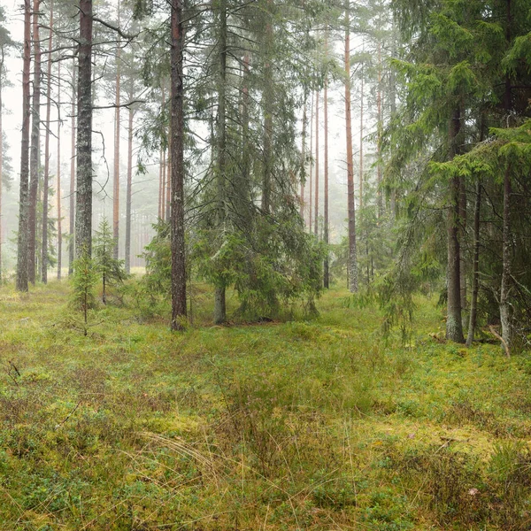 Panoramautsikt Över Den Majestätiska Vintergröna Skogen Mäktiga Tall Och Gran — Stockfoto