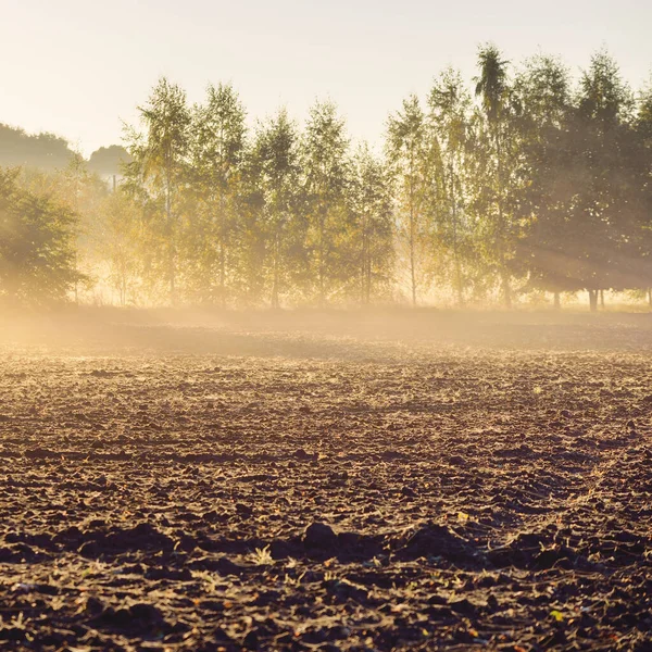 Plowed Agricultural Field Soil Texture Forest Background Soft Morning Sunlight — Stockfoto