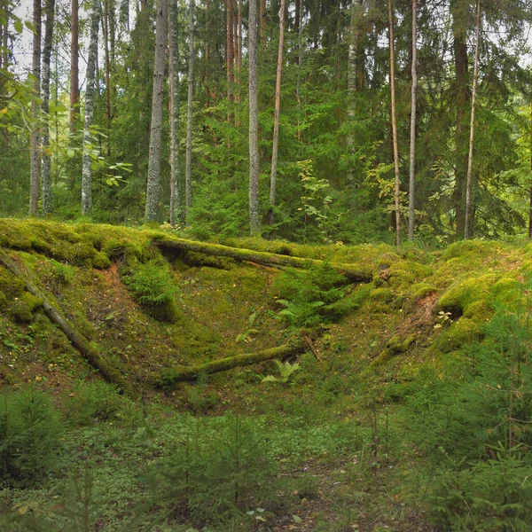 Overgrown Hills Mysterious Northern Evergreen Forest Mighty Trees Plants Moss — Stock fotografie